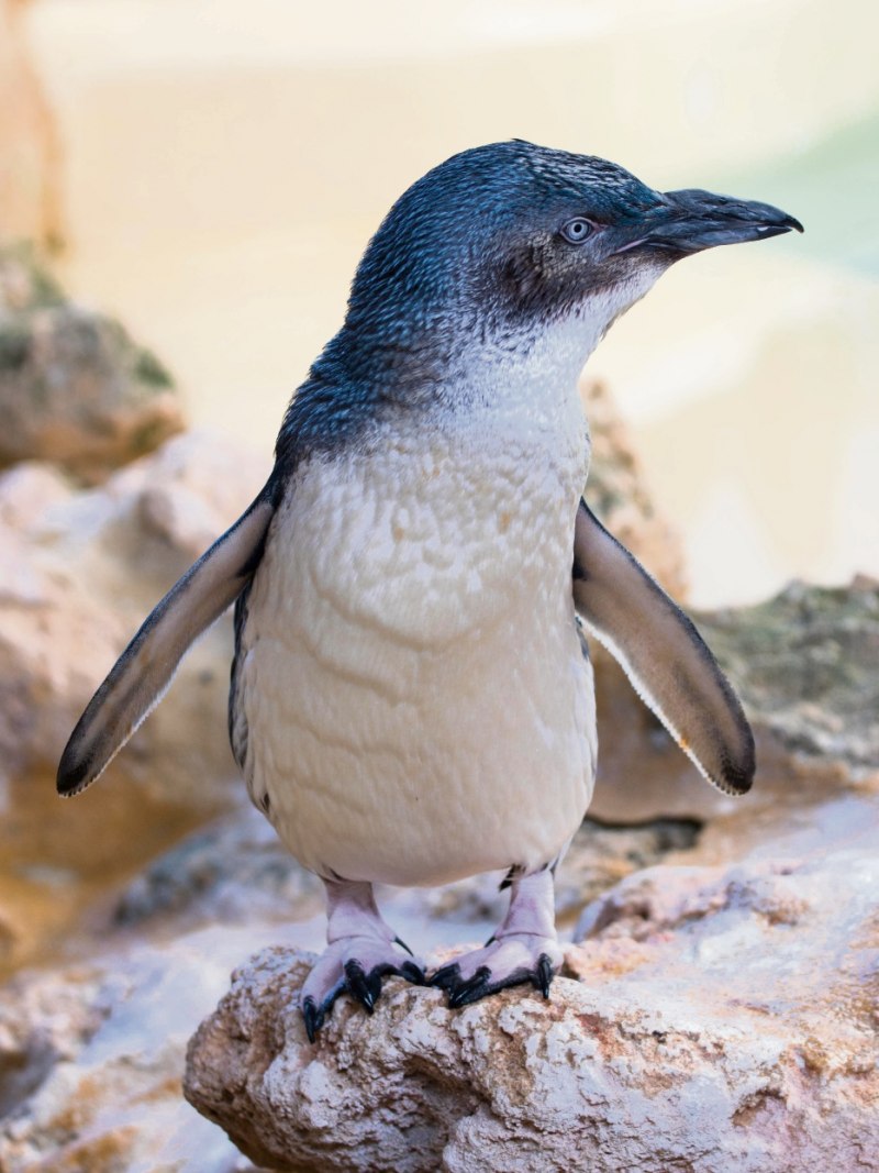 Малый голубой Пингвин