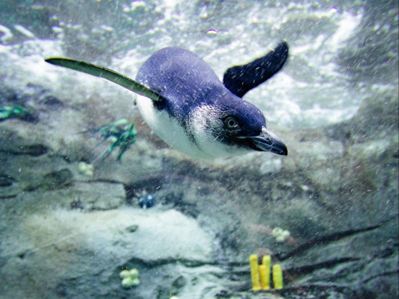 Малые пингвины (Eudyptula Minor)