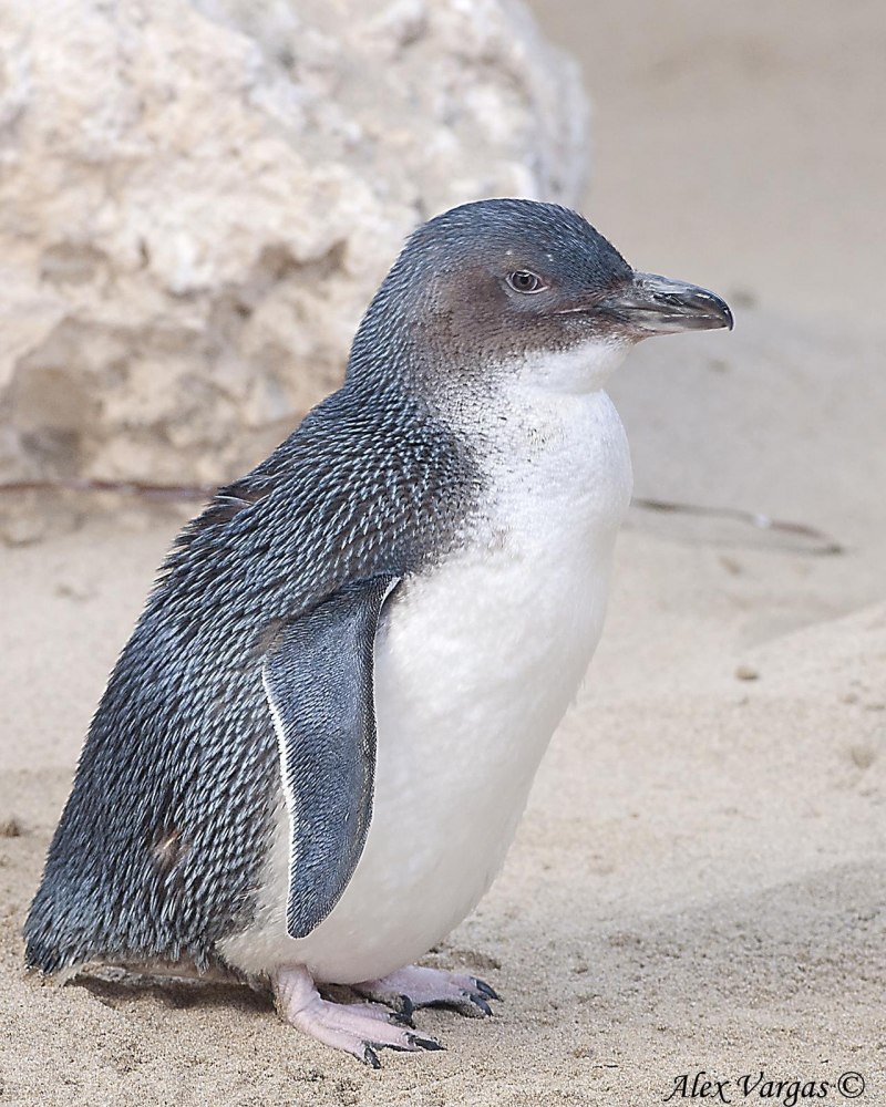 Карликовый голубой Пингвин