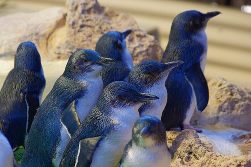 Голубой Пингвин интересные факты