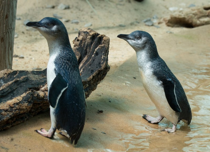 Малый Пингвин Тасмании