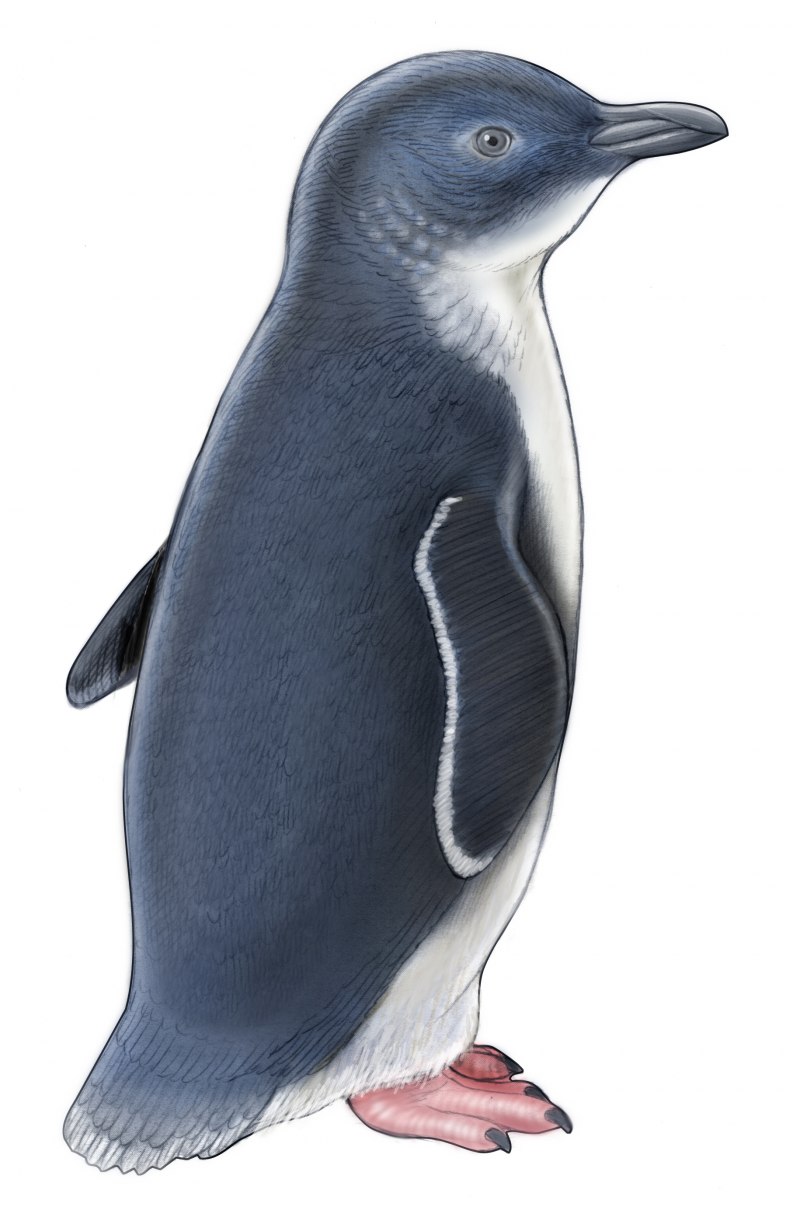 Пейзаж Антарктиды с пингвинами