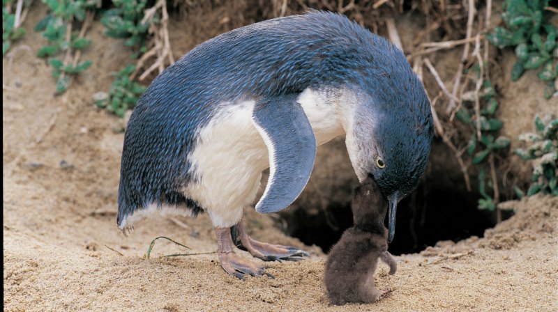 Голубой малый Пингвин яйцо