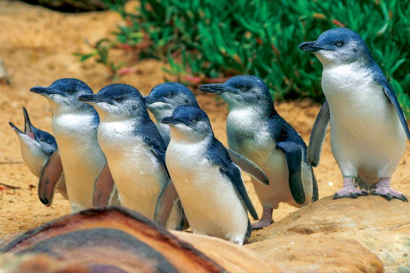 Парад пингвинов (остров Филлипа)