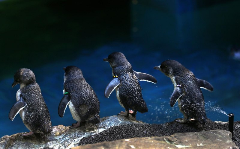 Гудок Пингвин, голубой