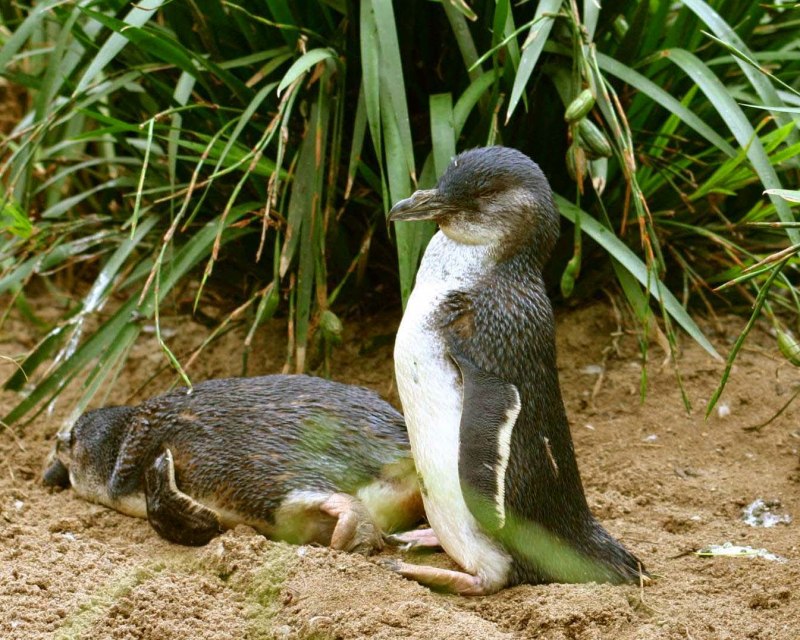 Малые пингвины (Eudyptula Minor)