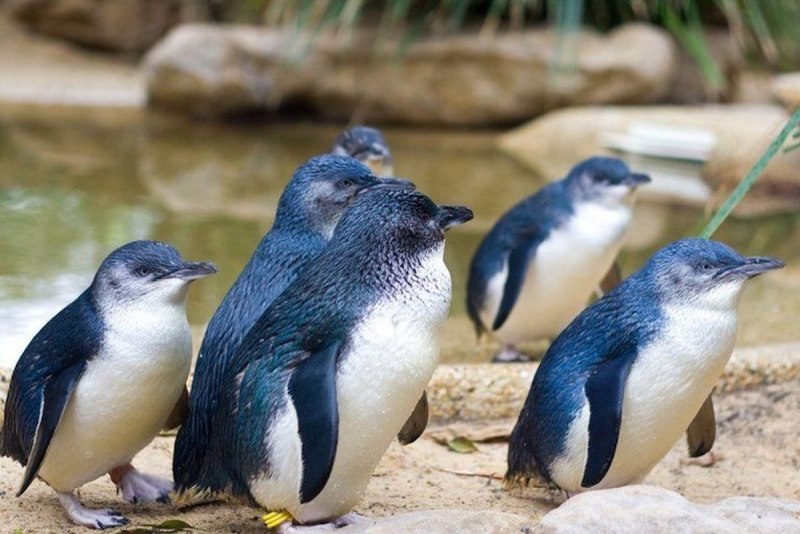 Малый голубой Пингвин в Австралии