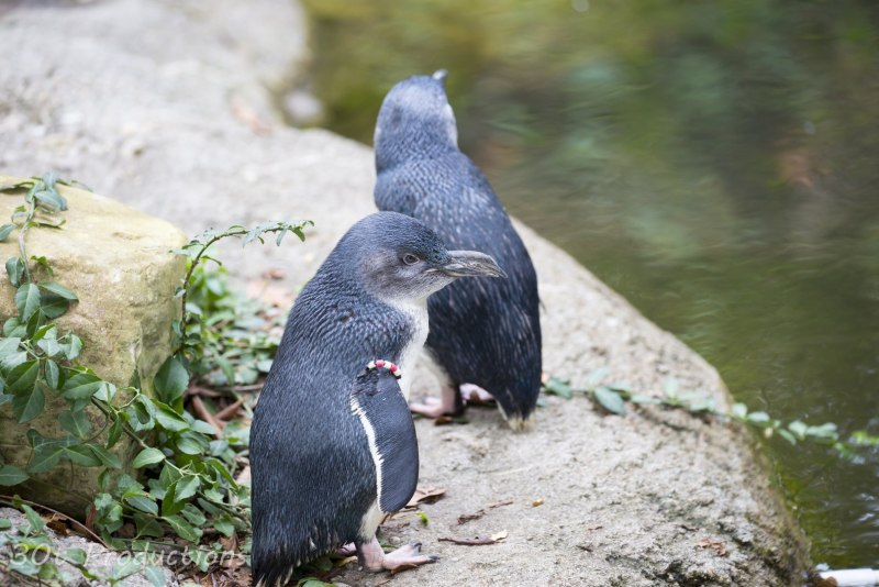 Синий Пингвин