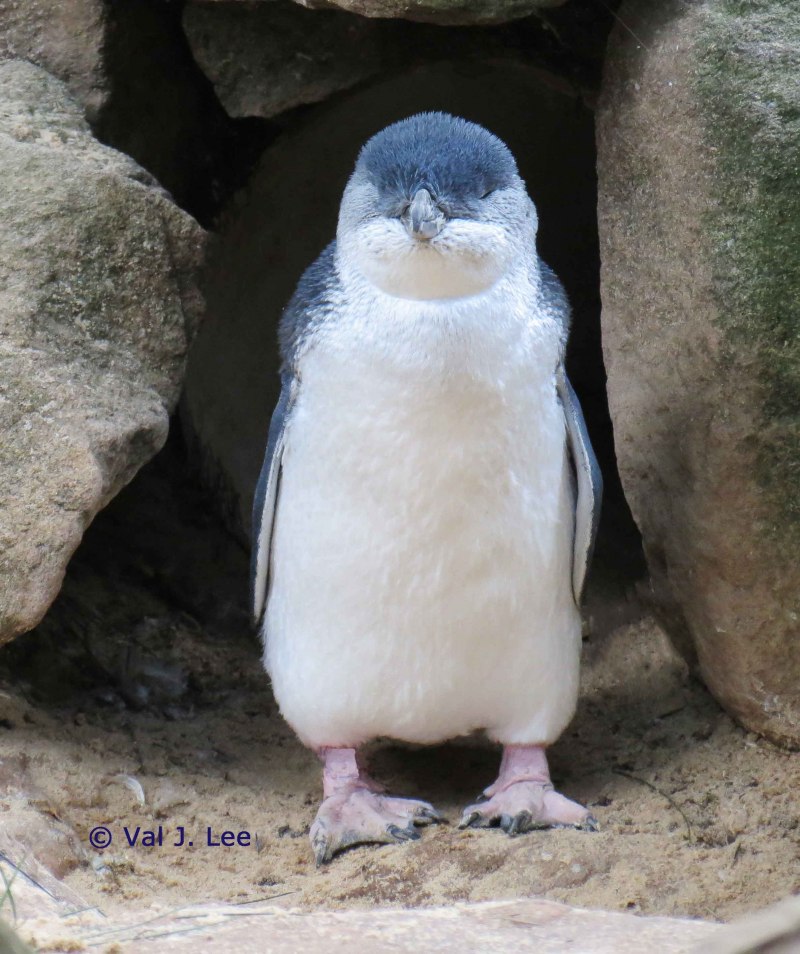 Маленький голубой Пингвин