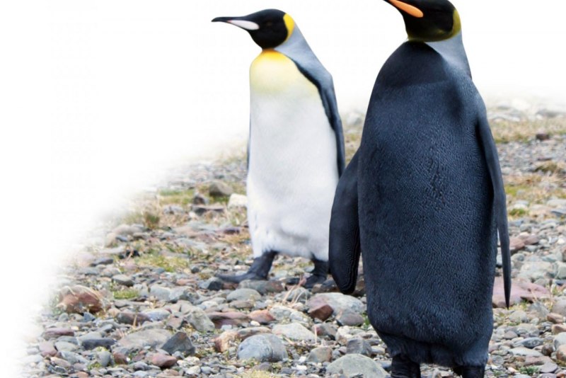 Малые пингвины (Eudyptula Minor)