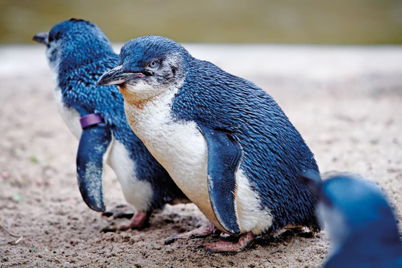 Гибрид Пингвин и Кондор