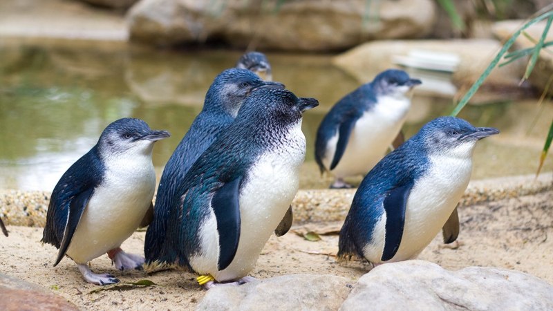 Карликовый Пингвин