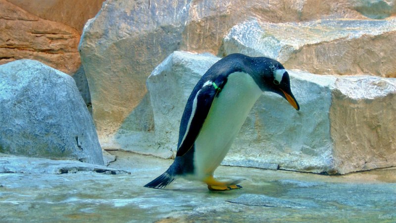 Пингвин в квартире