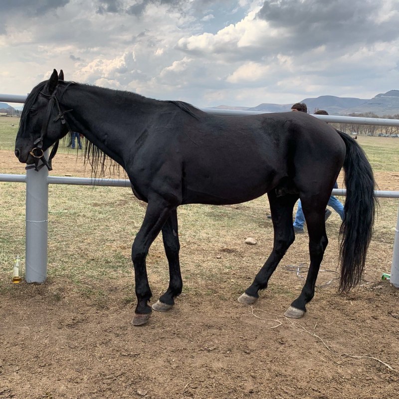 Жеребец карачаевской породы Къарча