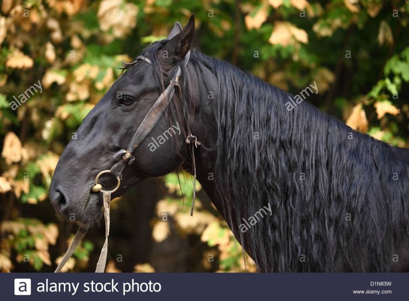 Порода лошади карачаевец