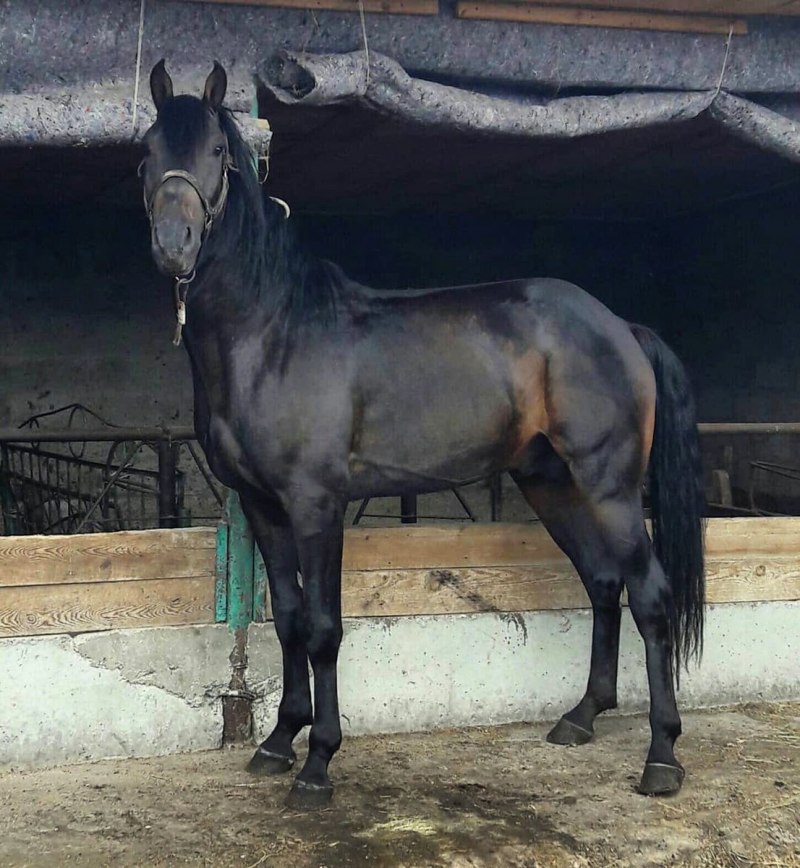 Порода лошади карачаевец