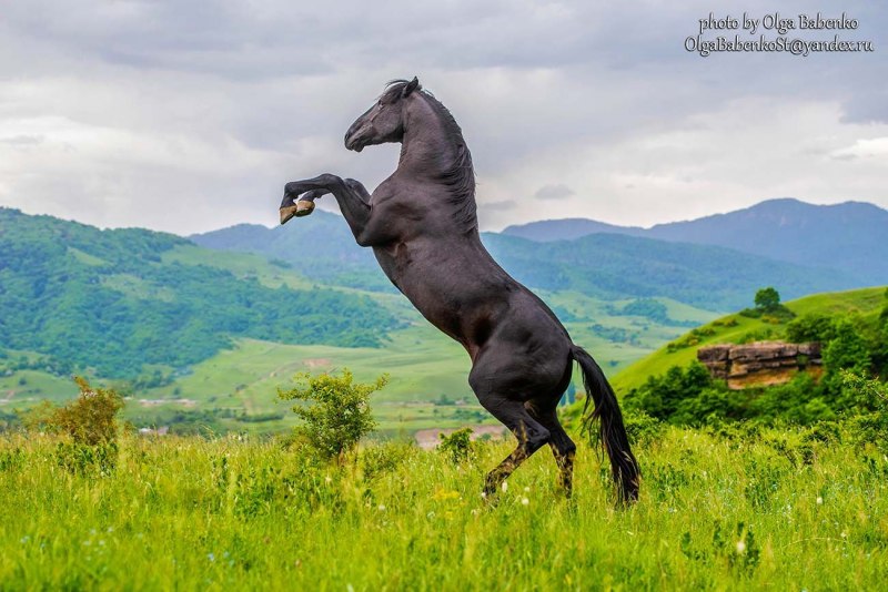 Жеребец карачаевской породы габар