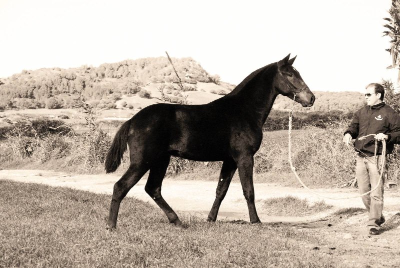 Жеребец Азау