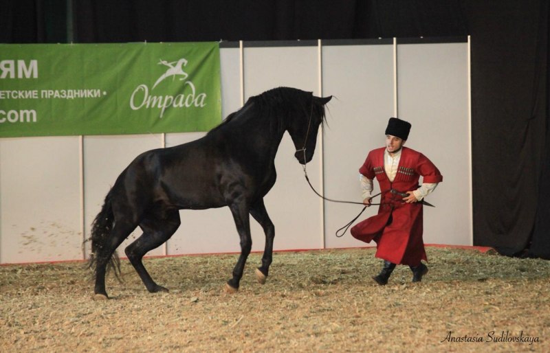 Гнедой Кабардинец