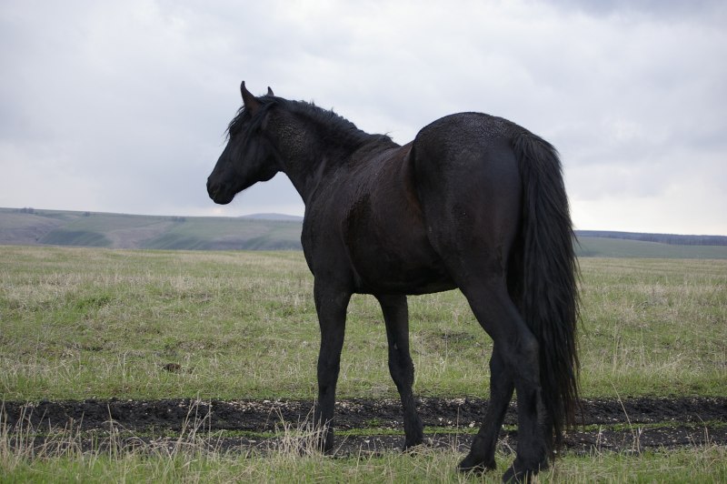 Лошади вороные карачаевской породы