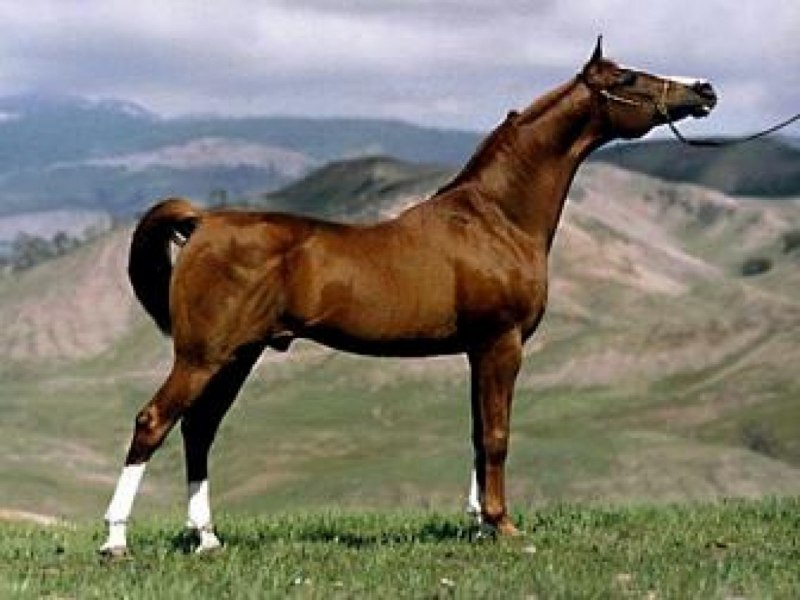 Эквирос Карачаевский жеребец