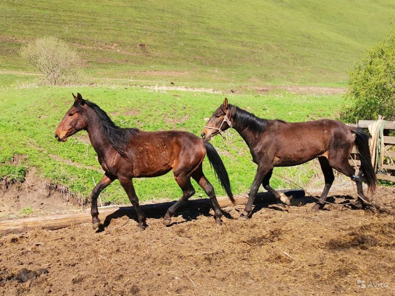 Жеребец карачаевской породы Анчар