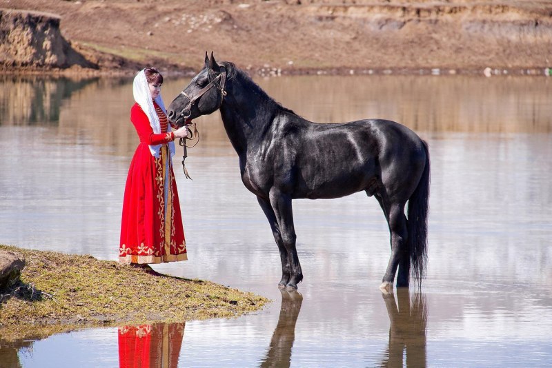 Англо-Кабардинская лошадь