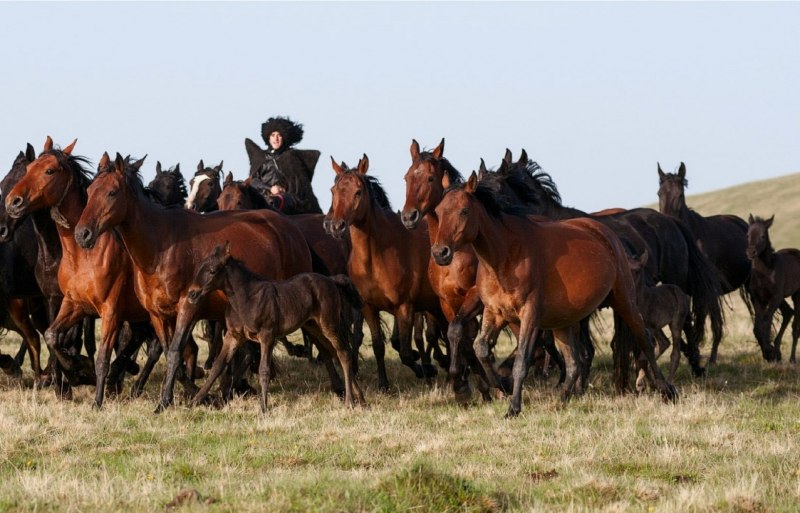 Карачаевский конезавод