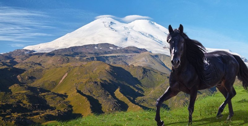Карачаевская лошадь гнедая