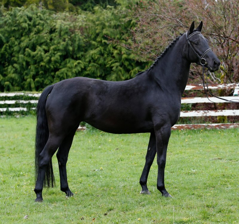 Жеребец карачаевской породы Оскар