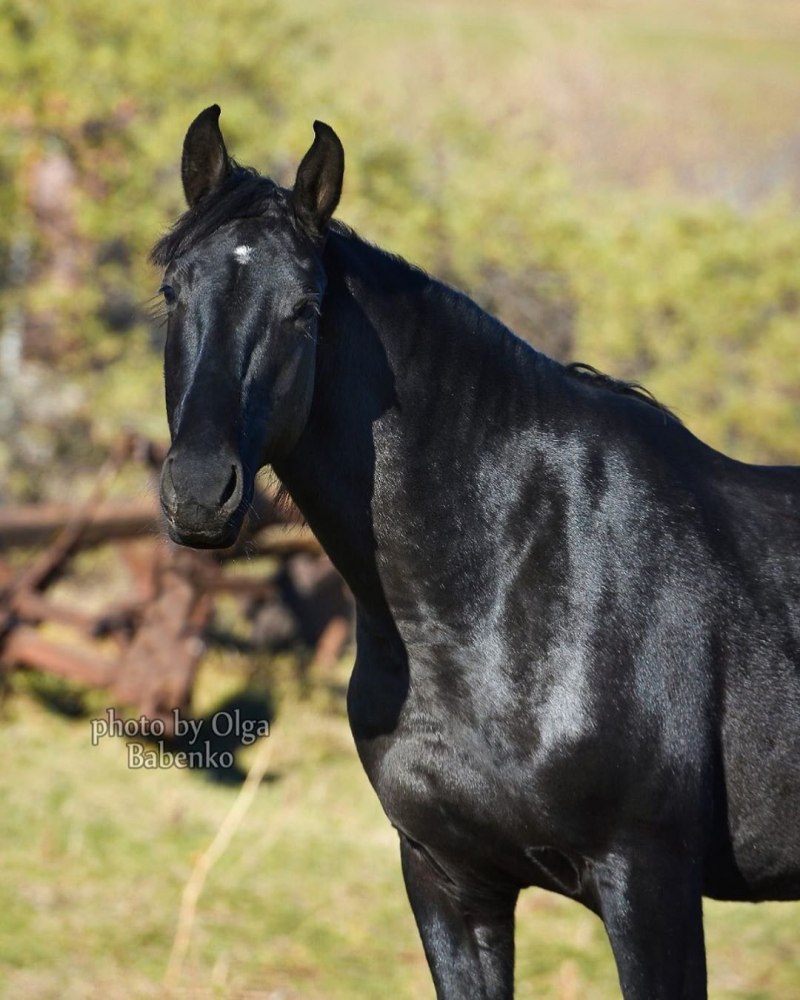 Кабардинская порода лошадей в горах