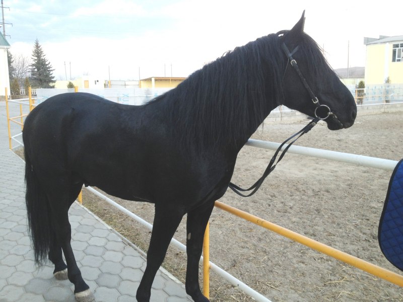 Порода лошадей Ногай