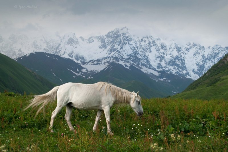 Лошади в горах Дагестана