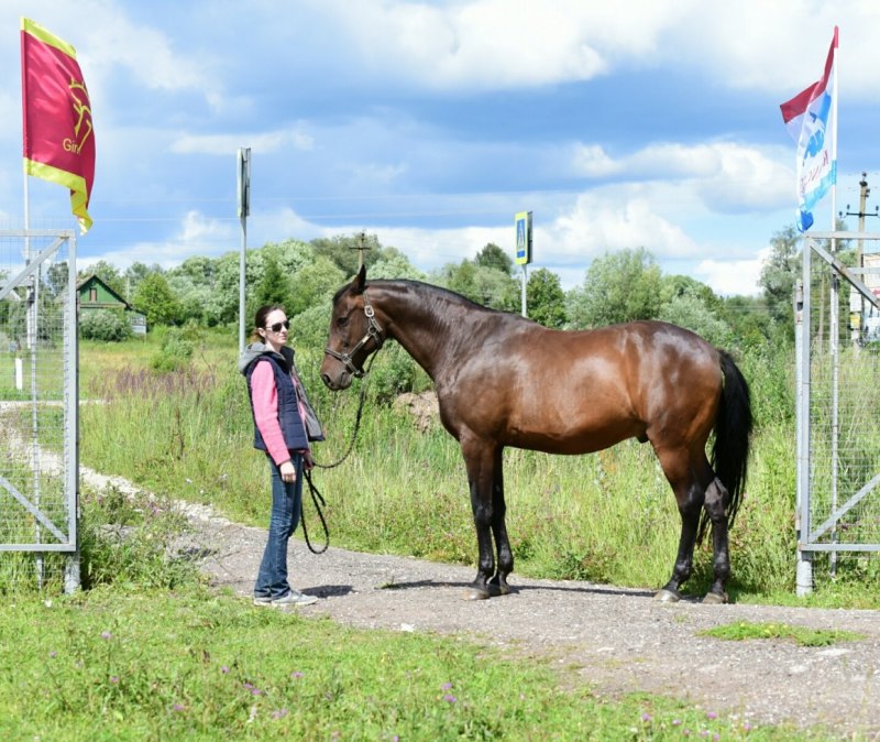 Грузия Сванетия лошади