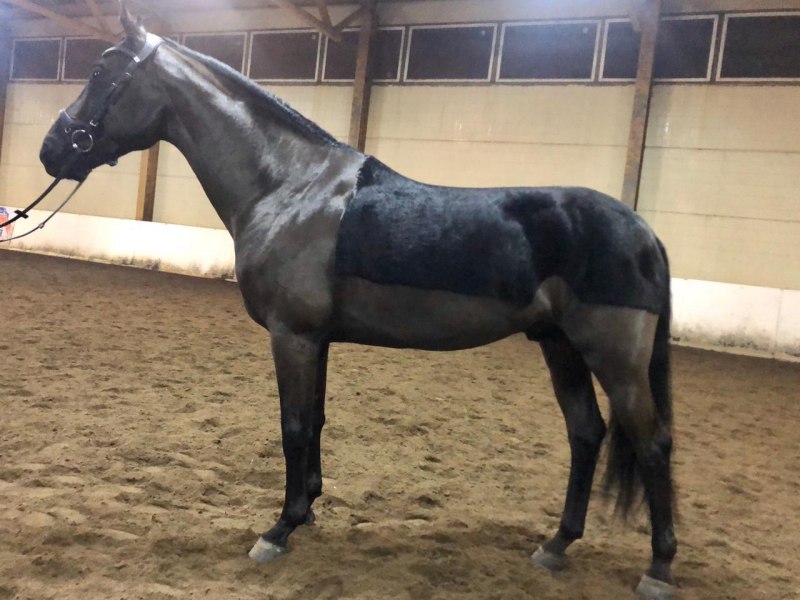 Лошади в горах