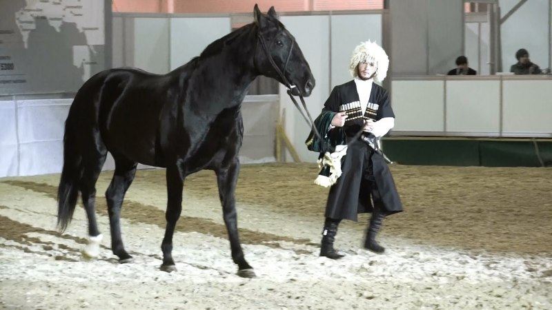 Карачаевские лошади Джатдай карачаевская лошадь