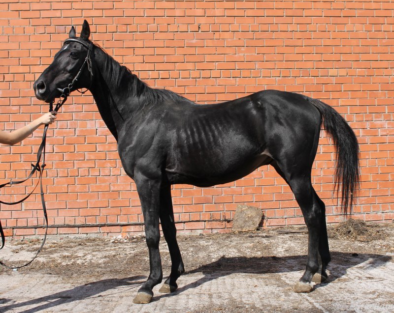 Дикие лошади в горах