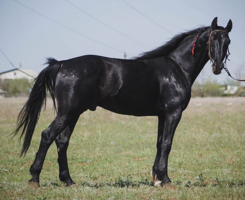 Лошади вороные карачаевской породы