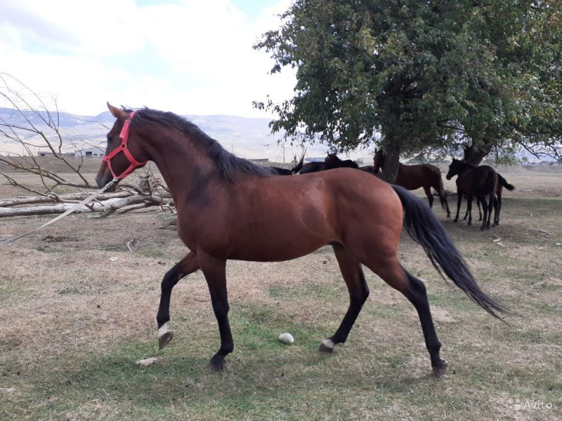 Шагди порода лошадей