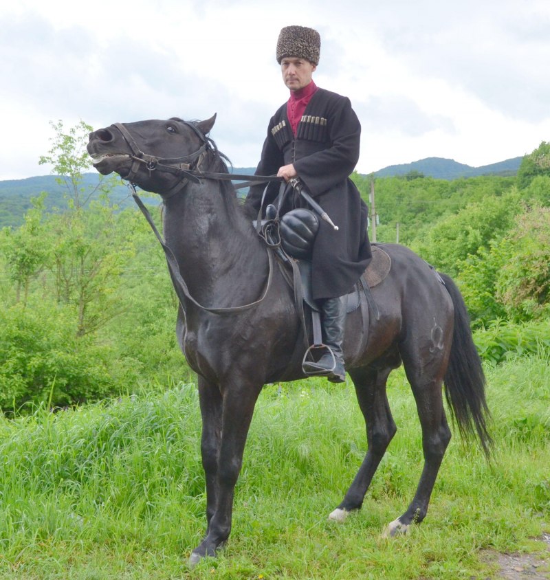 Карачаевский жеребец дизель