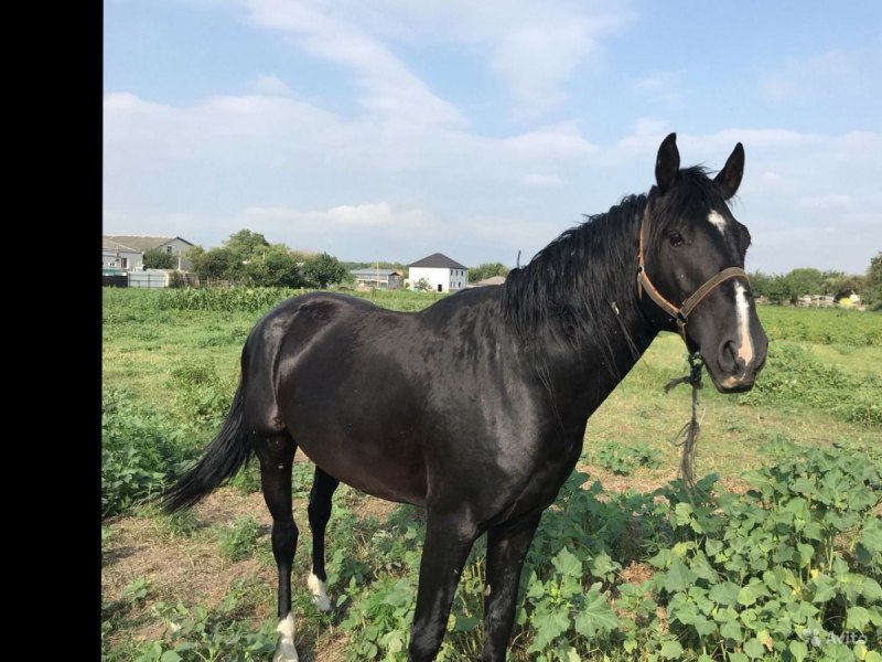 Карачаевский жеребец Алтын