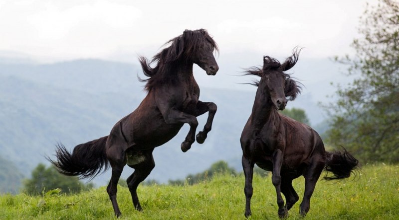 Карачаево-Черкесия порода лошадей