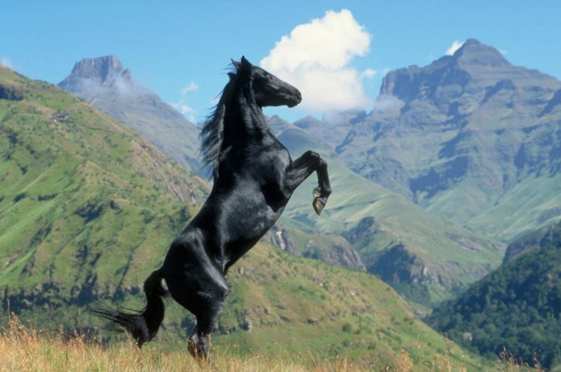 Кабардинская порода лошадей Шолох