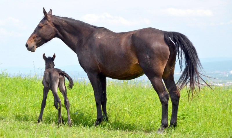 Карачаево Черкессия табуны