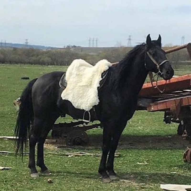 Карачаево Черкесская лошадь