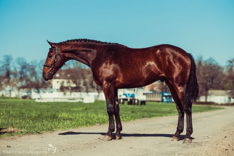 Вороной конь на дыбах