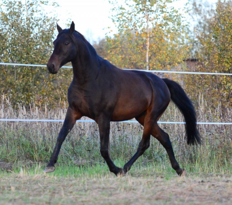 Конь карачаевской породы