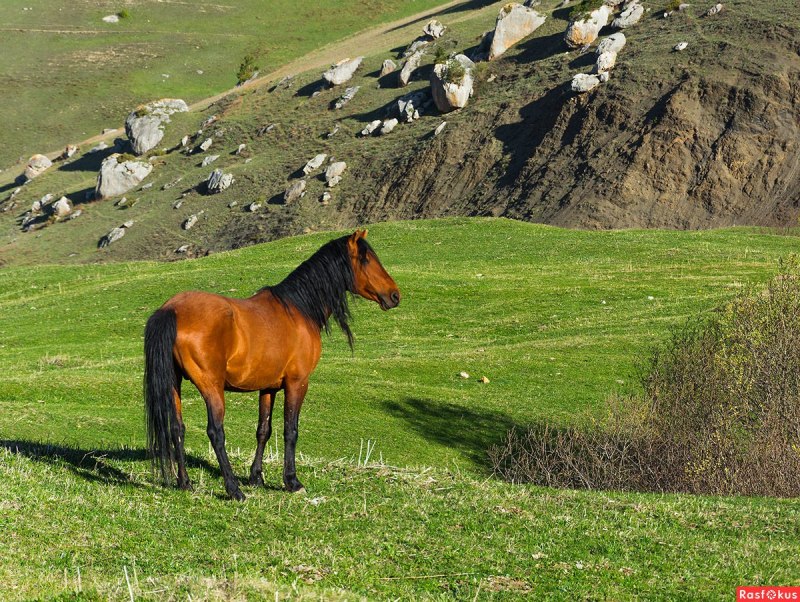 Англо карачаевская порода лошадей