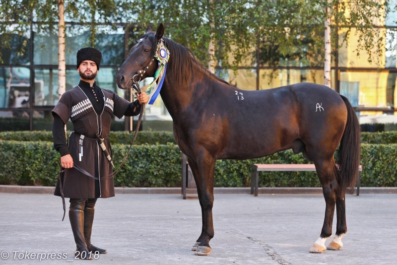 Кабардинец лошадь порода