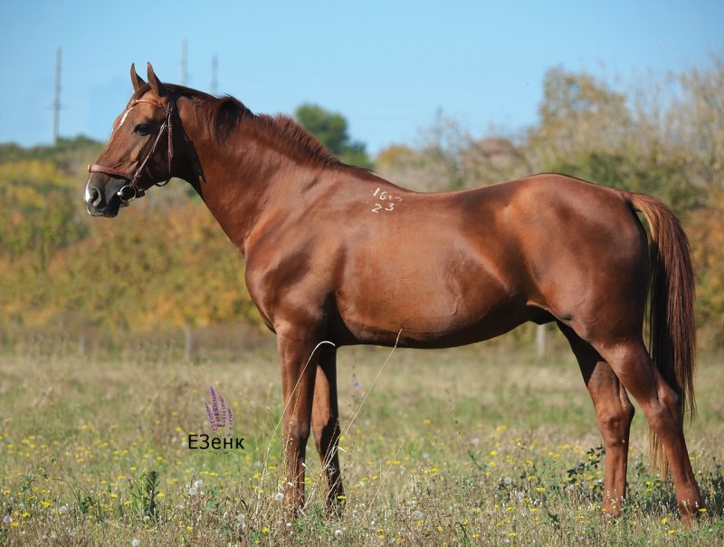 Конюшня Хасана Салпагарова